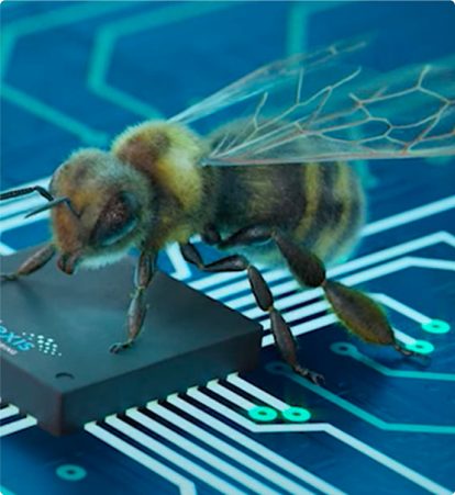 Participant bg melexis